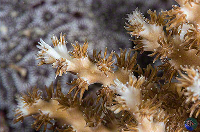 Galaxea horrescens branches  