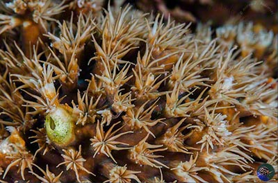 Galaxia longisepta polyps