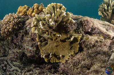 A species that encrusts & branches