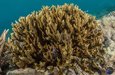 Montipora cf. digitata