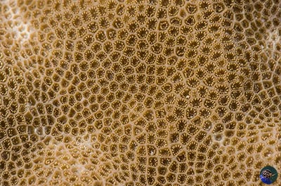 Polyp detail showing tentacles starting to expand