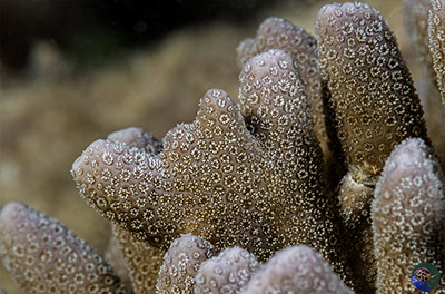 Porities sp. branch detail