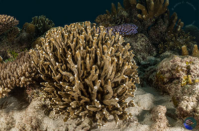 Finely branching Porites sp.