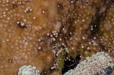 Porites releasing eggs