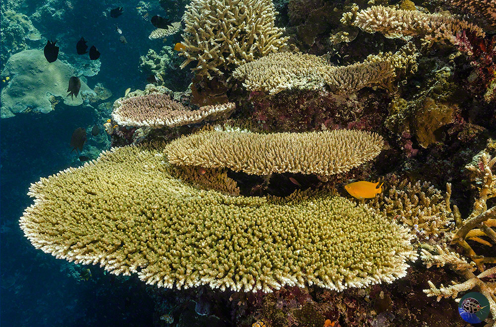 Several Acropora species growing as plates and branching colonies