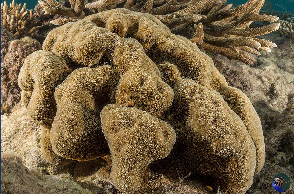 Porites polyps feeding