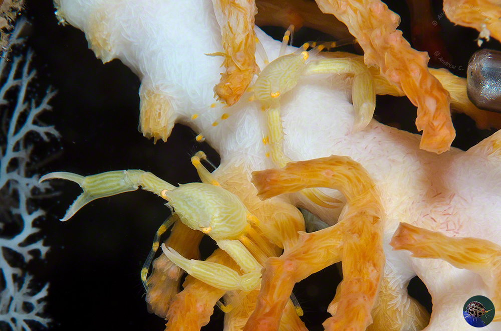 Quadrella coronata - a pair