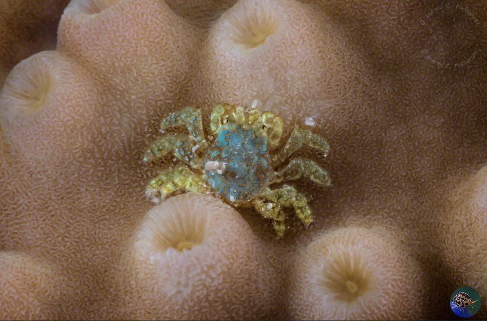 Foraging on coral surface