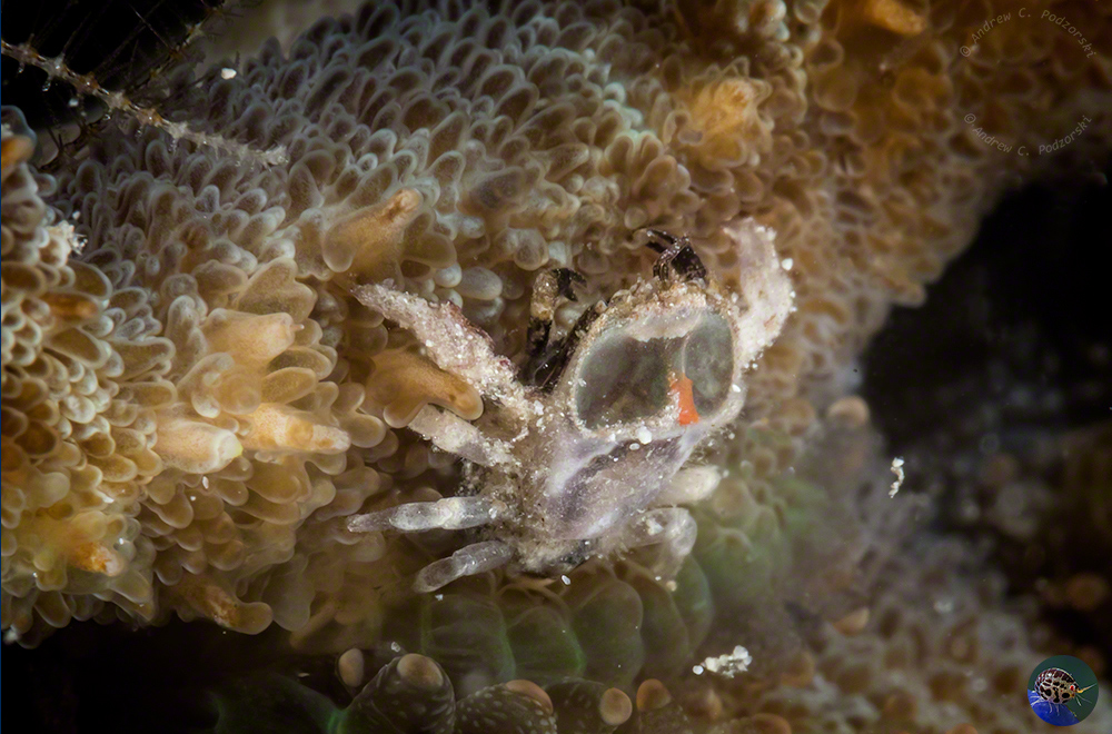 A headshield looking like two large eyes