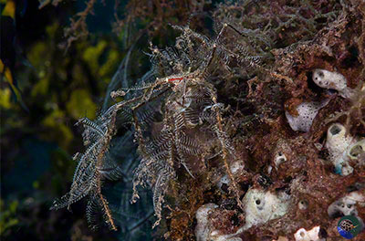 Achaeus sp. covered in bryozoans
