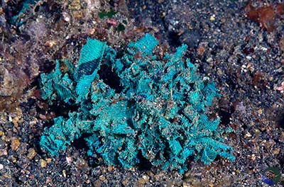 Camposcia retusa - blue underpants are sometimes a good camoflage