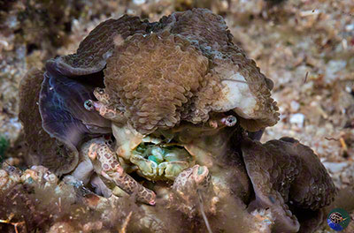 Cyclocoeloma tuberculata