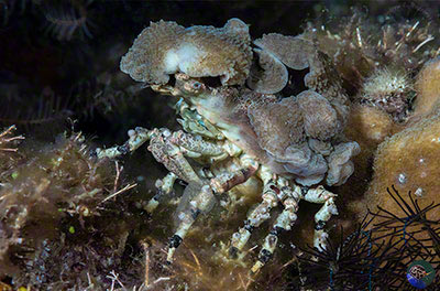 Cyclocoeloma tuberculata coverd in corallimorph anemomes