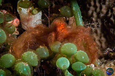 Oncinopus sp. - Orang-Utan Crab