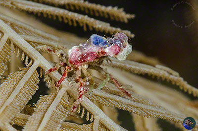 Unknown decorator crab