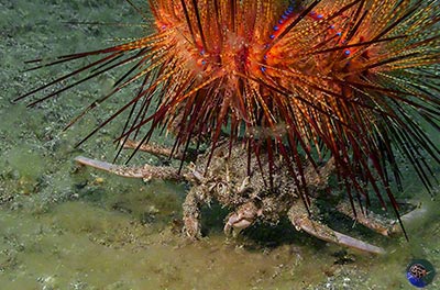 Dorippe frascone carrying a fire urchin
