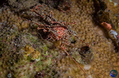 Latreillopsis marieneae