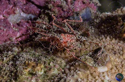 Latreillopsis marieneae showing the legs used for carrying