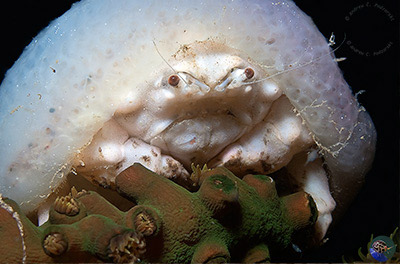 Mclaydromia dubia carrying an ascidian colony