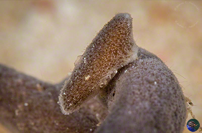 Unidentified carrying a sponge