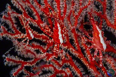 Xenocarcinus depressus