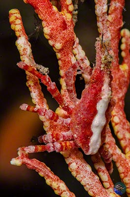 Xenocarcinus depressus