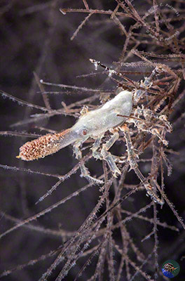 Xenocarcinus cf. conicus