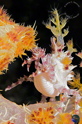 Hoplophrys oatsii - femail with eggs