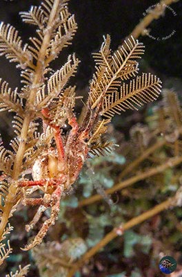 Hyastenus bispinosis with eggs