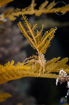 Hyastenus bispinosis on the stinging Aglaophenia cupressina