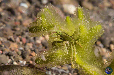Hyastenus cf. bispinosus