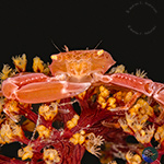 Coral crabs