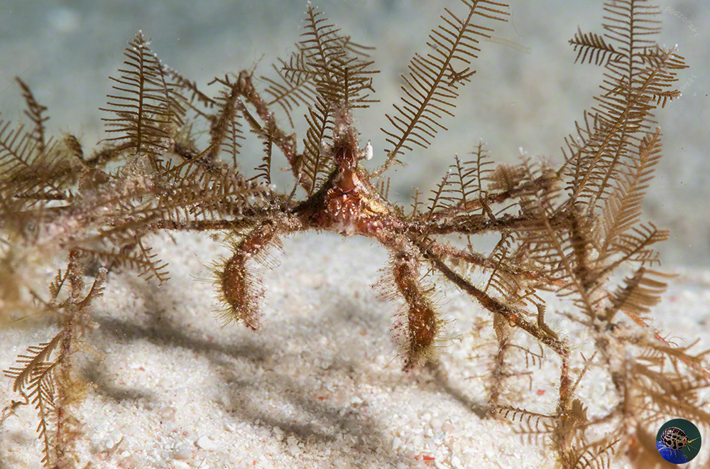 Achaeus sp. covered in bryozoans