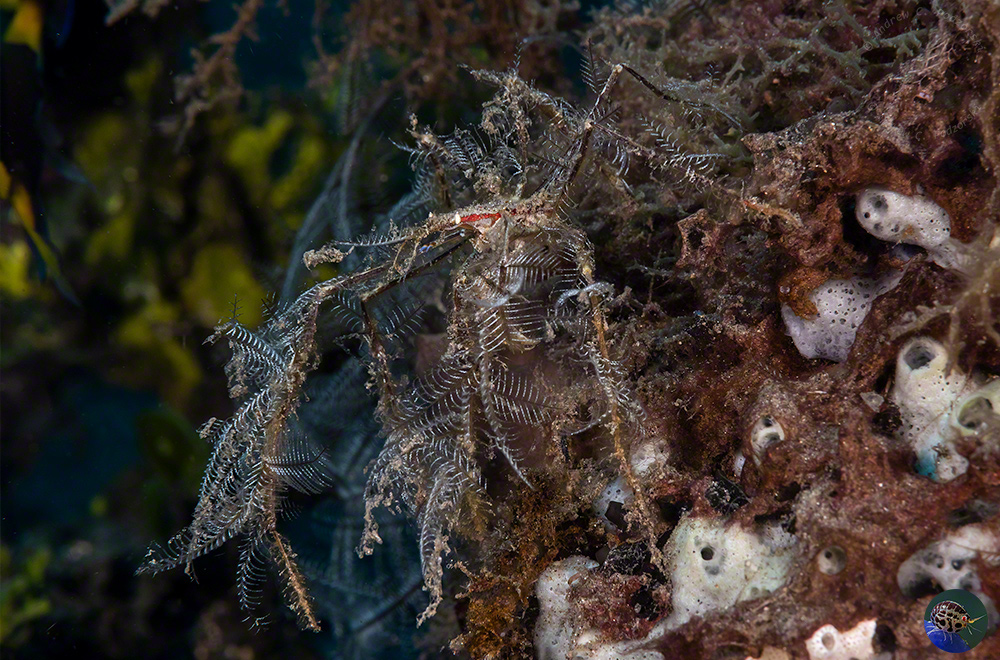 Achaeus sp. covered in bryozoans