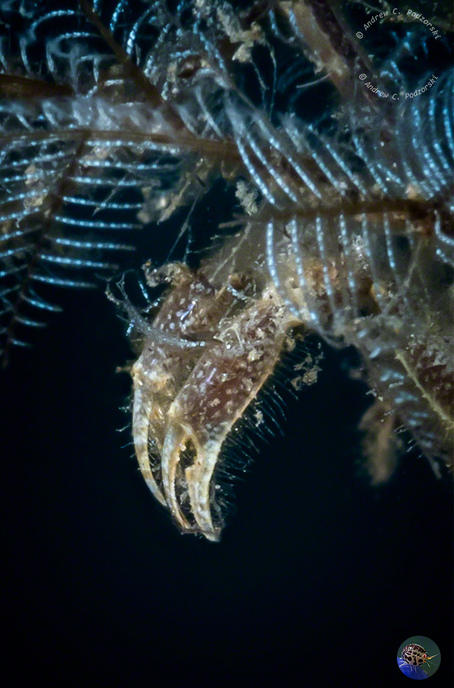 Achaeus sp. claw detail