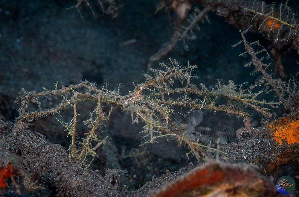 Achaeus sp. covered in bryozoans