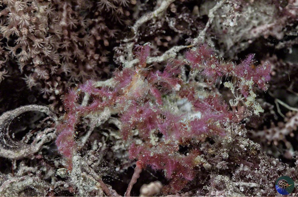 Achaeus sp. covered in algae