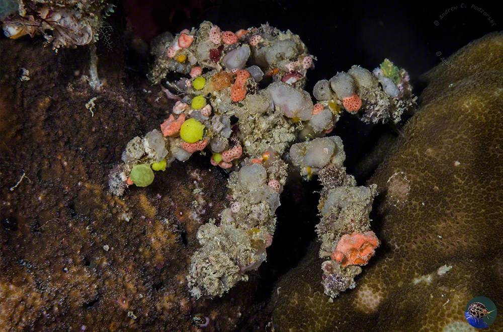 Camposcia retusa  with sponges and ascidians