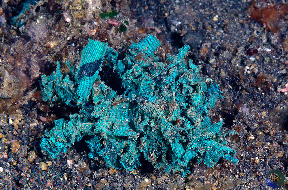 Camposcia retusa - blue underpants are sometimes a good camoflage