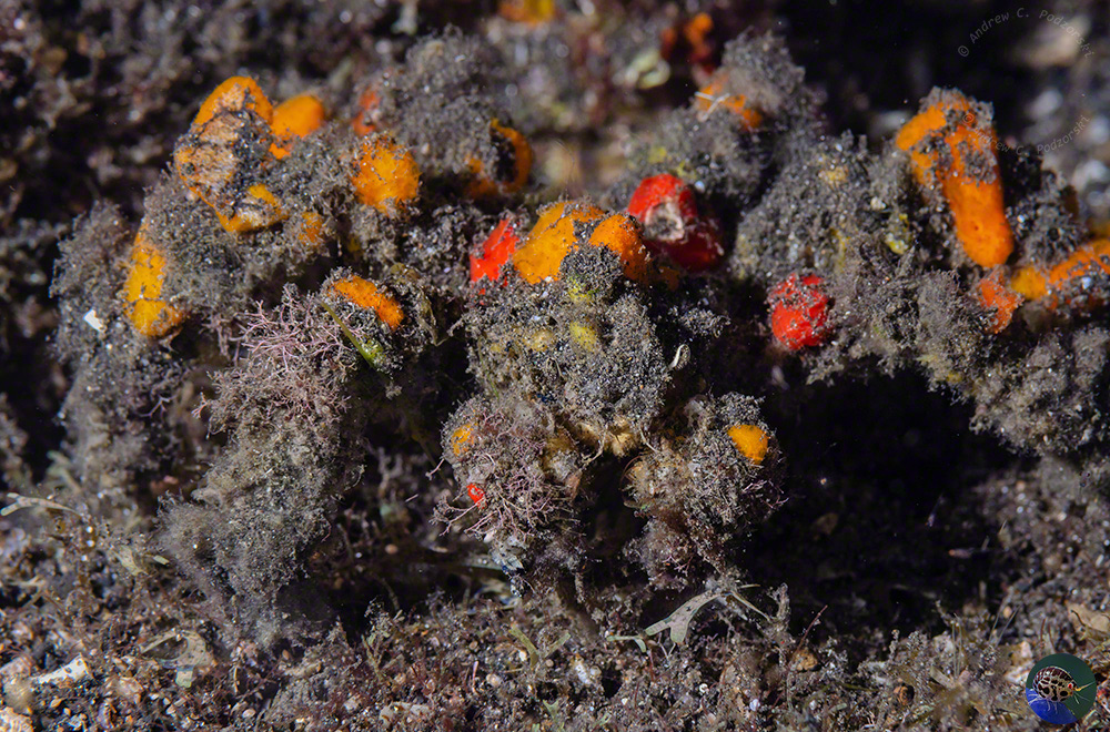 Camposcia retusa  with sponges