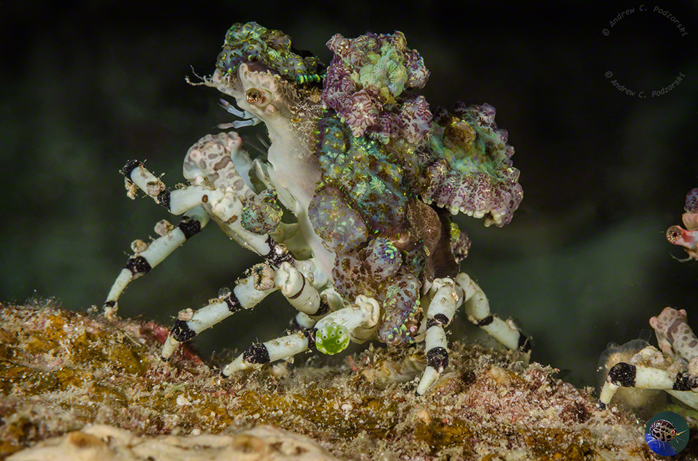 Cyclocoeloma tuberculata coverd in corallimorph anemomes