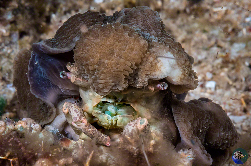 Cyclocoeloma tuberculata