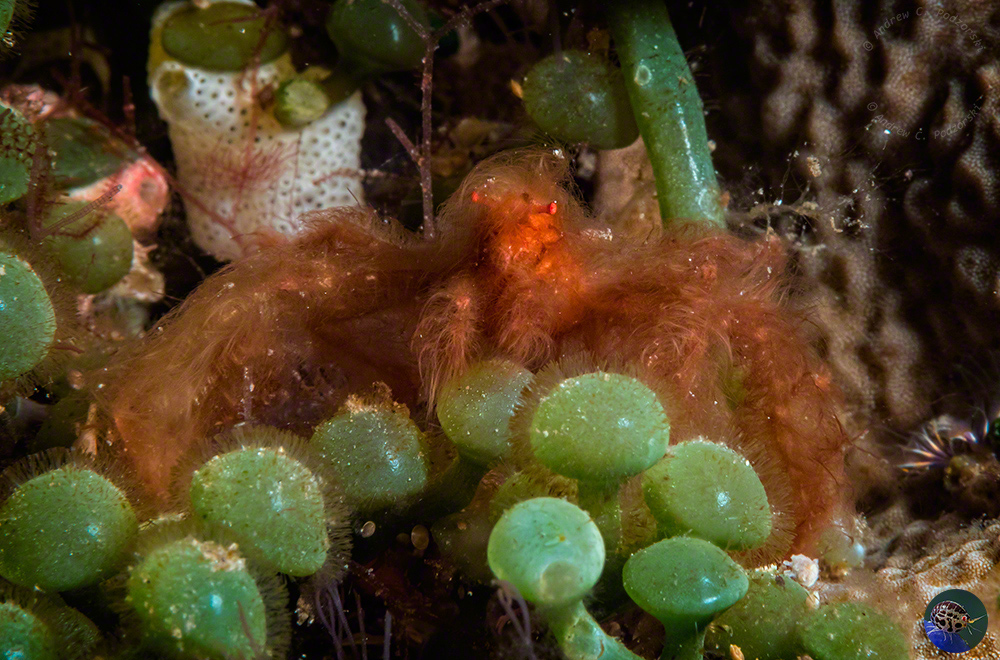 Oncinopus sp. - Orang-Utan Crab