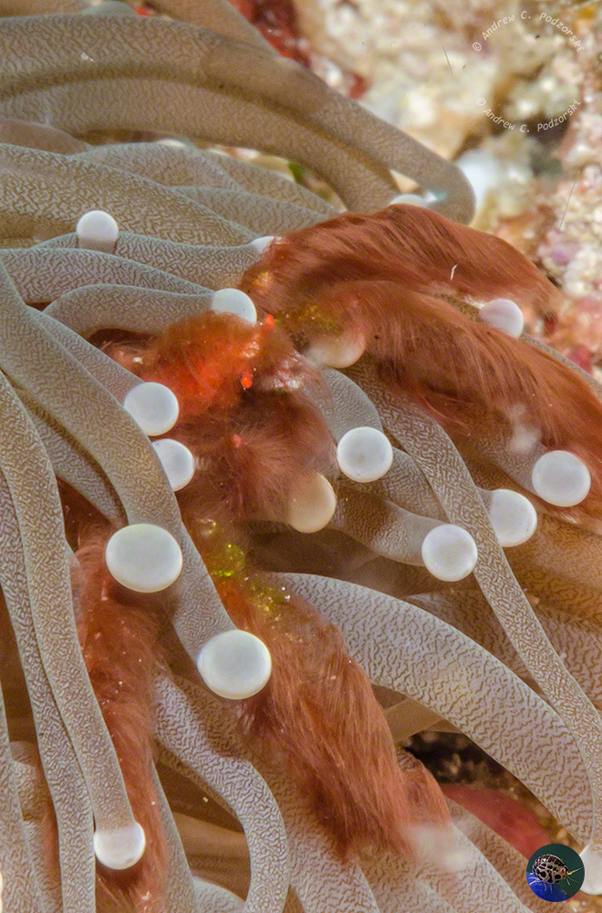 Oncinopus sp. - Orang-Utan Crab