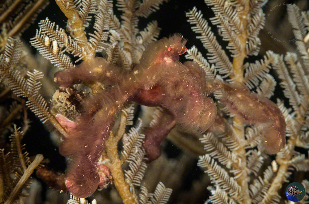 Oncinopus sp. - Orang-Utan Crab