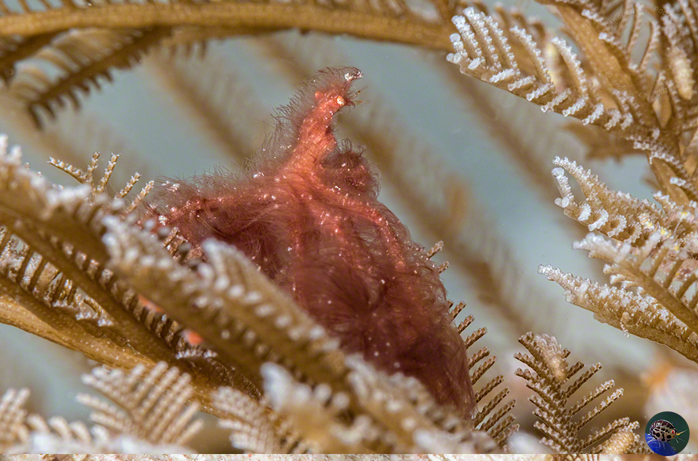 Oncinopus sp. - Orang-Utan Crab