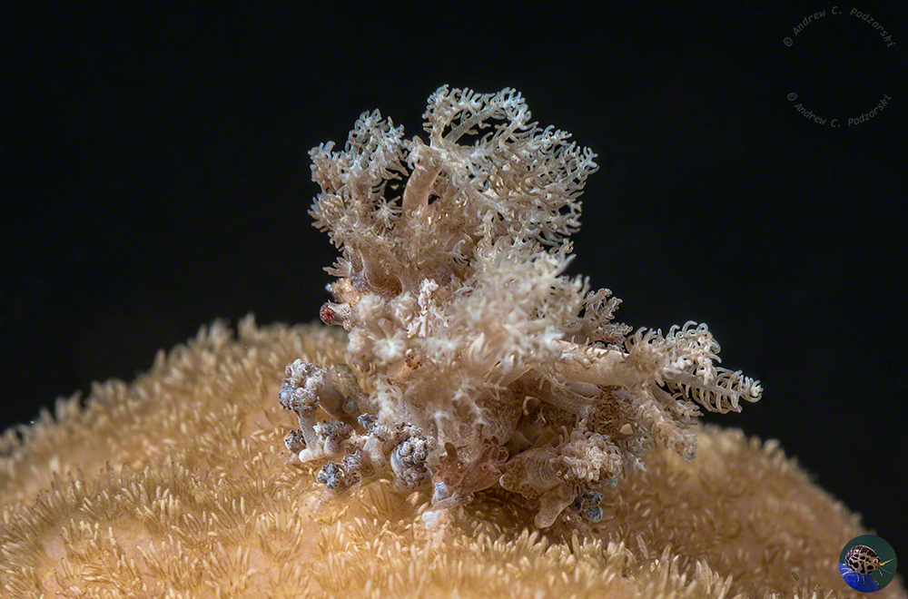 Unknown decorator crab