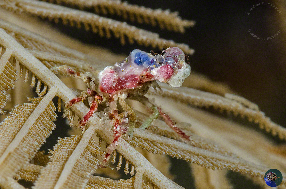 Unknown decorator crab