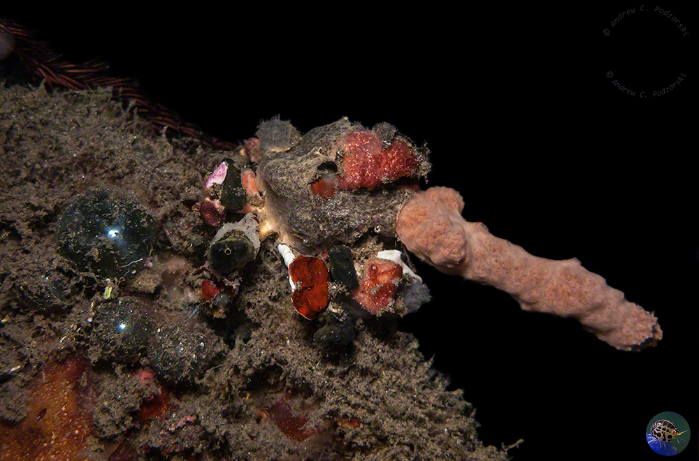 Unidentified decorator crab covered in sponges