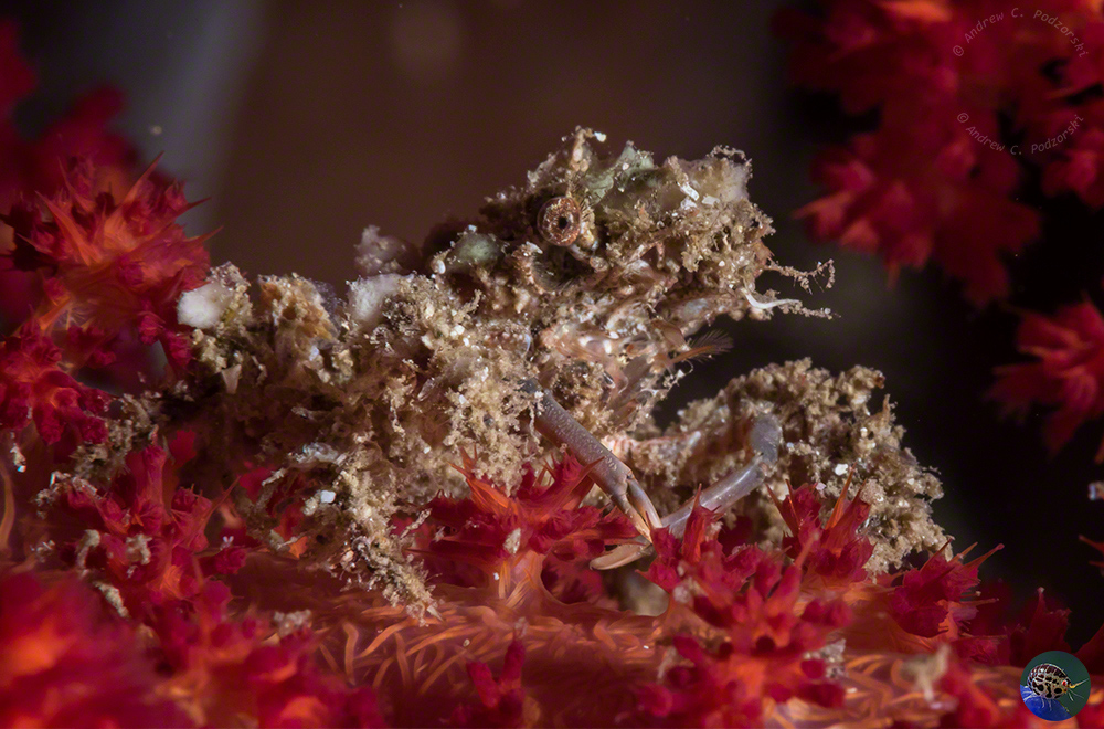 Unidentified decorator crab